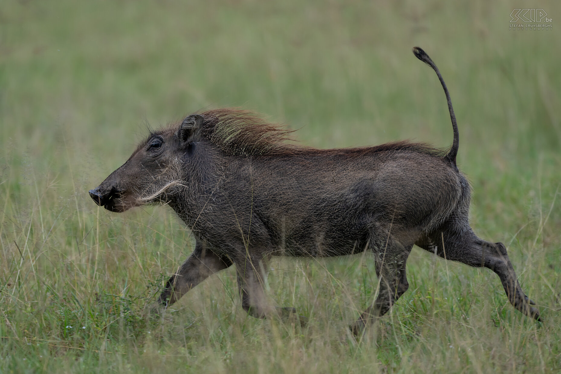 Soysambu - Warthog  Stefan Cruysberghs